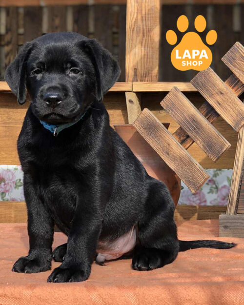 чорний лабрадор-ретривер