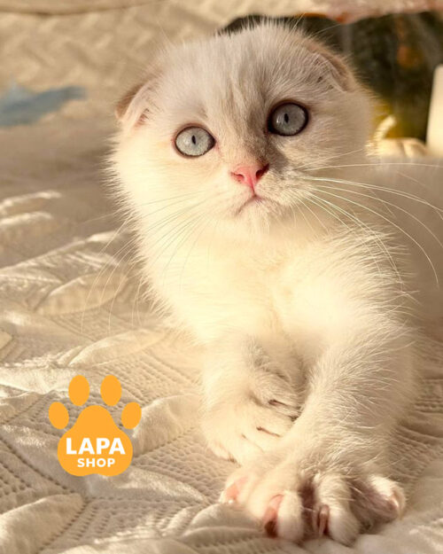 purple gold scottish fold