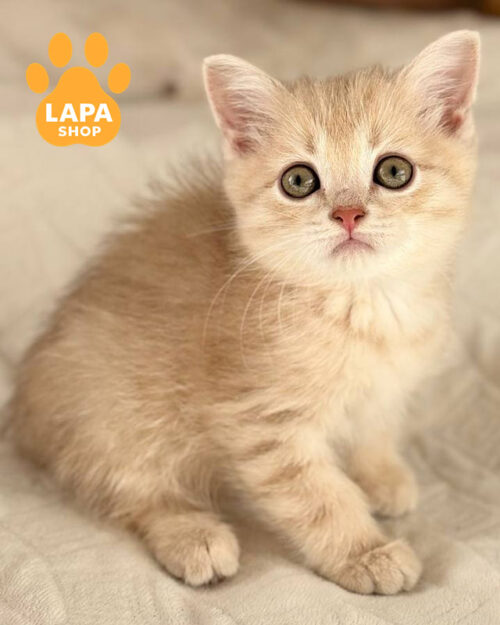 лиловый золотой скотиш-страйт