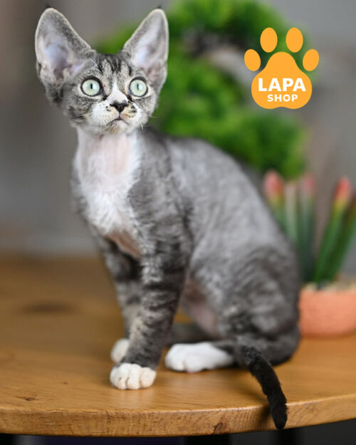 черный табби девон-рекс