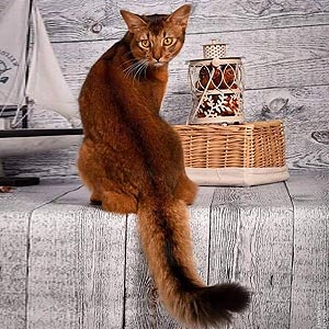 Raphael — елегантне і витончене сомалійське кошеня із теплим диким забарвленням som dad