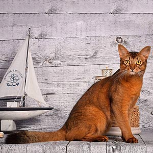 Яскрава сомалійська кішечка Sakura som dad1