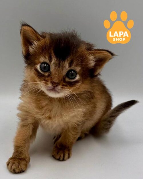 Quick is a Spectacular Somali Kitten som quick0