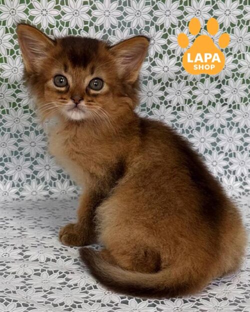 кошеня сомалі дикого забарвлення