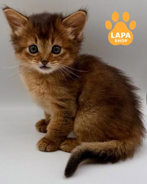 кішка сомалі дикого забарвлення