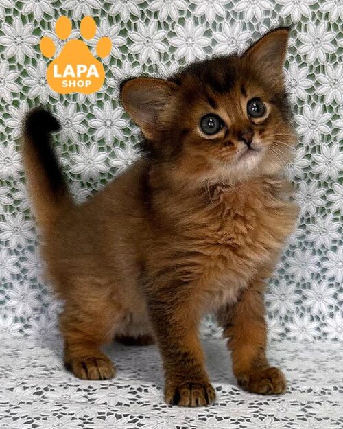 кошеня сомалі