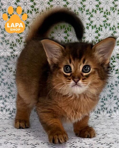 кошеня сомалі дикого забарвлення