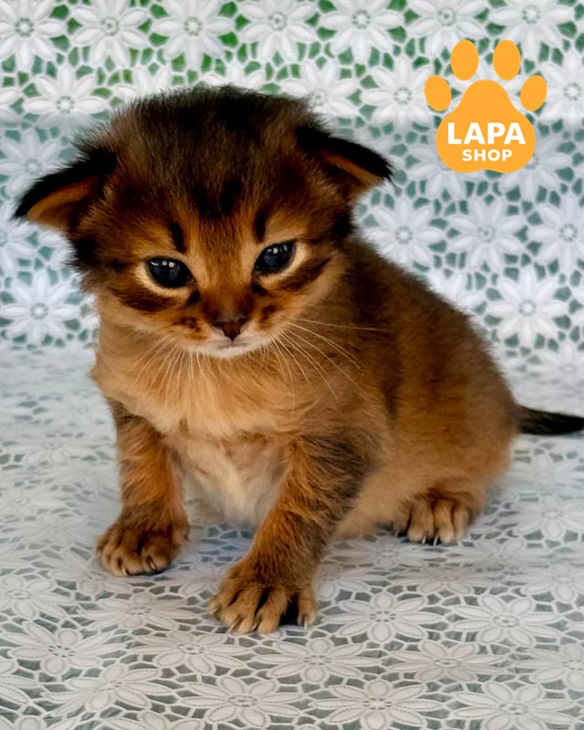 кошеня сомалі