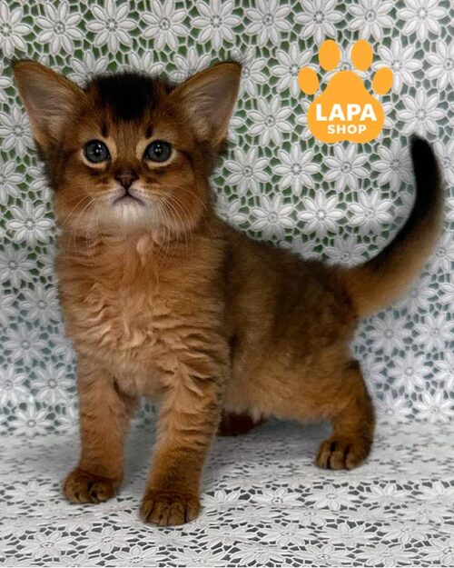 кошеня сомалі