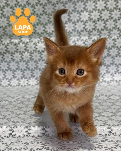 кішка сомалі забарвленням сорель