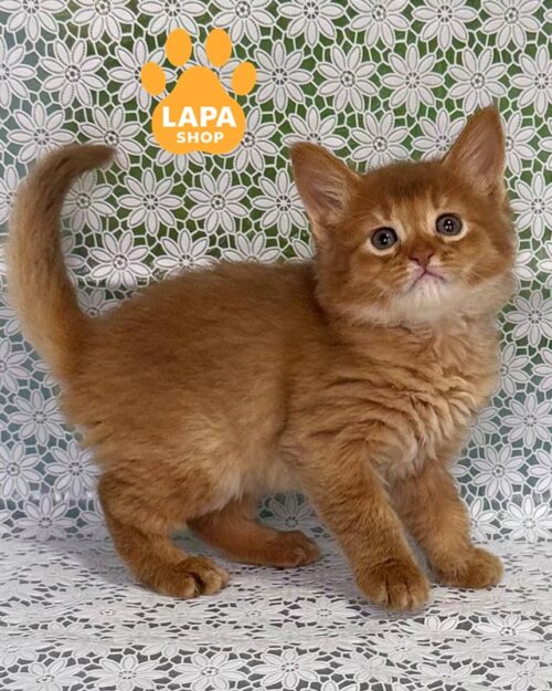 кошеня сомалі забарвленням сорель