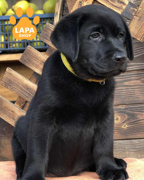 чорний лабрадор-ретривер