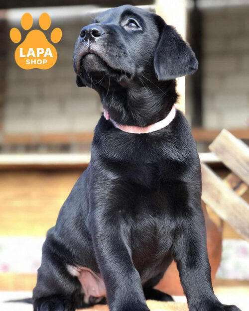 чорний лабрадор-ретривер