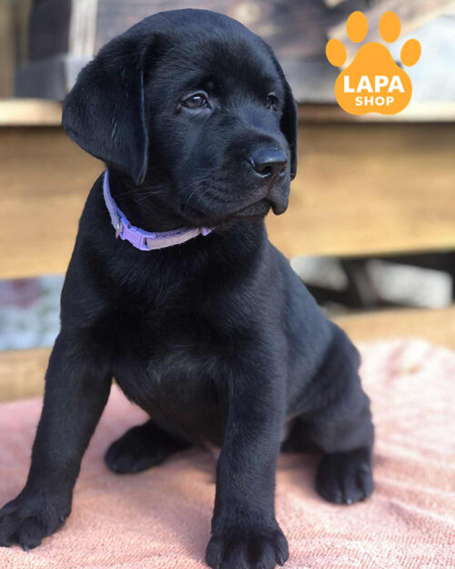 чорний лабрадор-ретривер