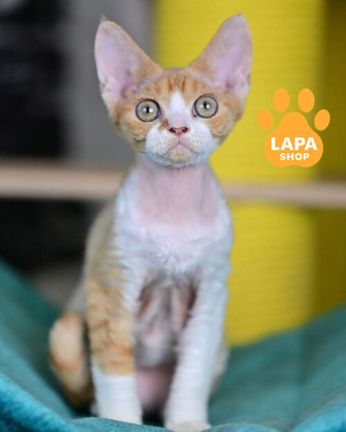 красно-белый девон-рекс