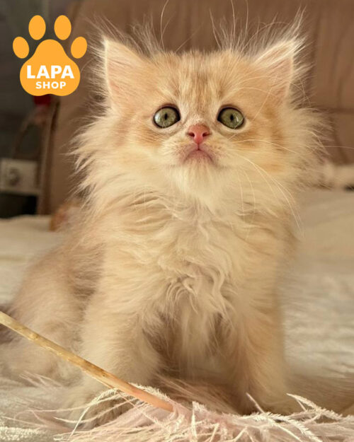 лиловый золотой хайленд-страйт