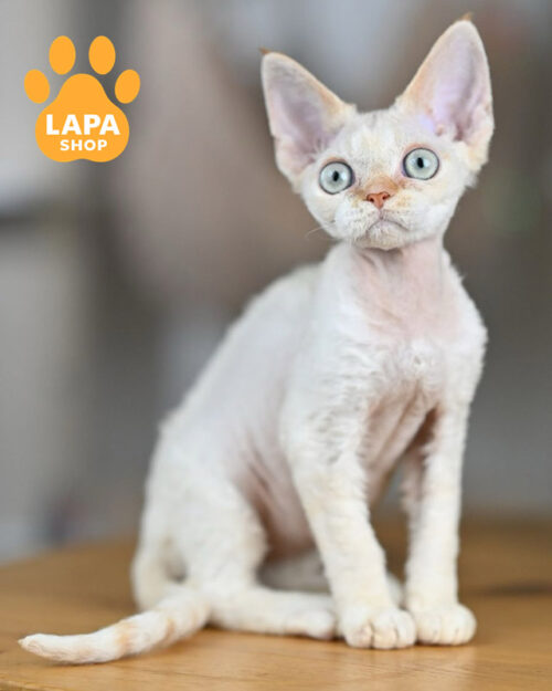 черный табби девон-рекс