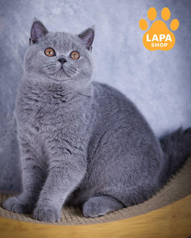 голубая британская короткошерстная