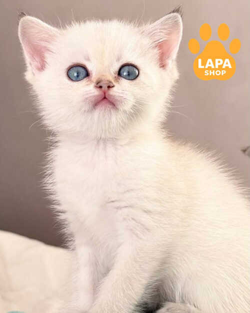 чорний золотий скотіш-страйт