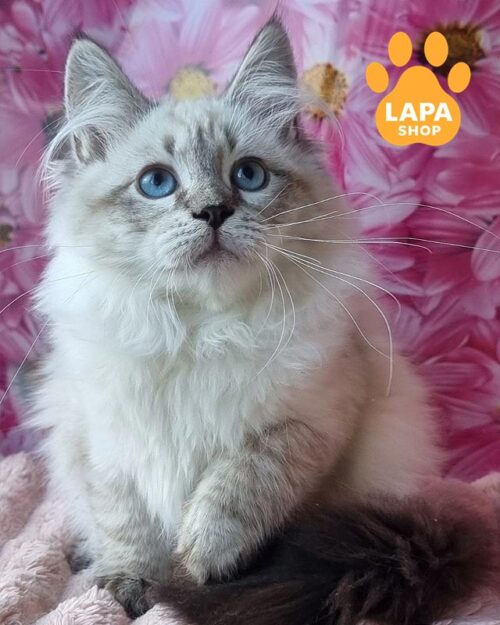 невська маскарадна кішка