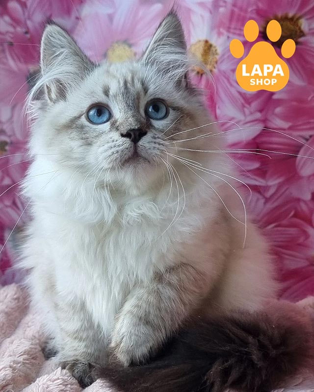 невська маскарадна кішка