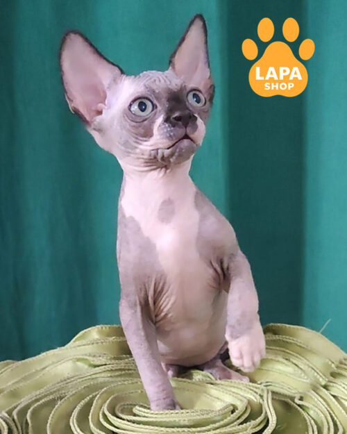 чорний канадський сфінкс