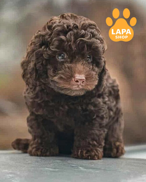 шоколадный пудель