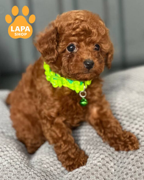 рыжий той пудель