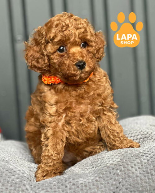 рудий той пудель