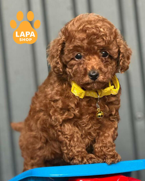 рудий той пудель