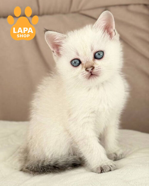 черный золотой скотиш-страйт