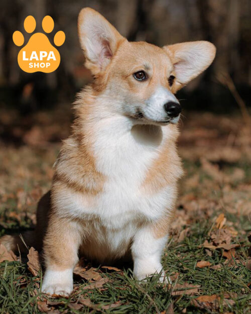 рудо-білий вельш коргі пемброк