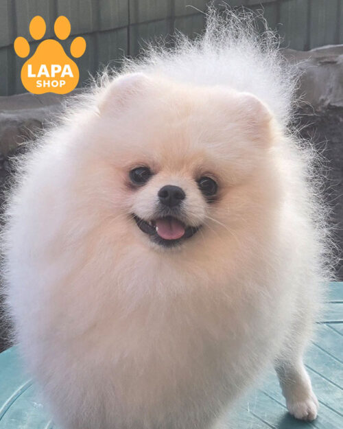 кремовий померанський шпіц