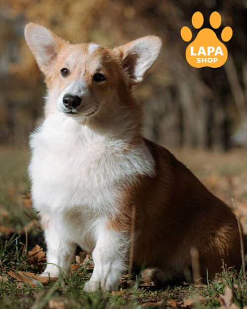 red and white welsh corgi pembroke