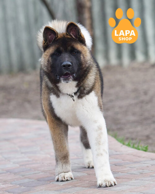 червоно-біла американська акіта