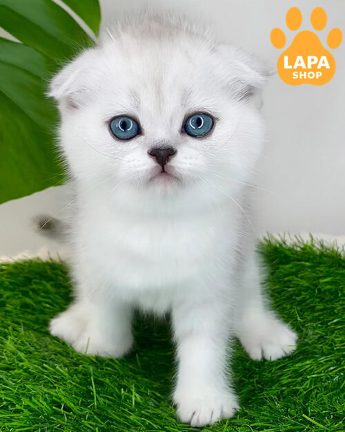 чорний сріблястий скотіш-фолд