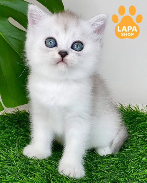 черный серебристый скотиш-страйт