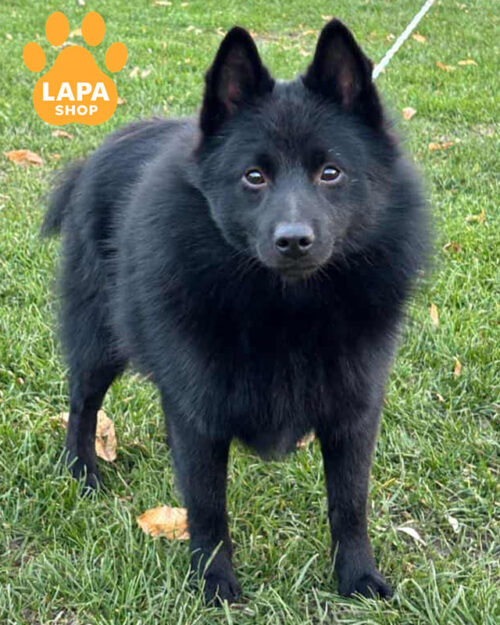 чорний шипперке