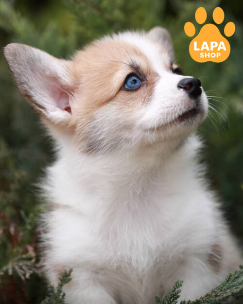 red and white welsh corgi pembroke