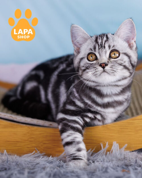 Шотландський красунчик Xan в сріблясто-мармуровій шубці