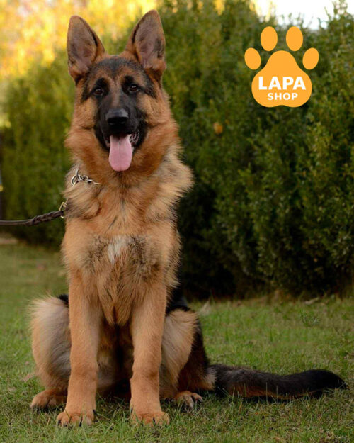 чепрачная немецкая овчарка