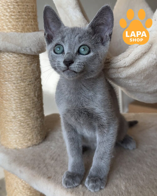 Ефектне російське блакитне кошеня Xylan — в розведення