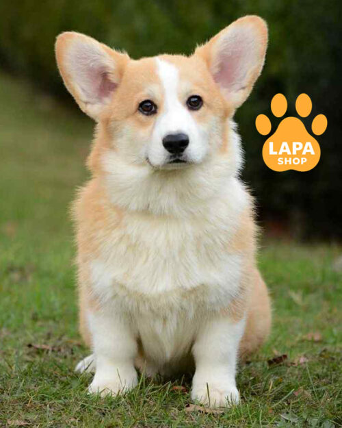 триколорний вельш коргі пемброк