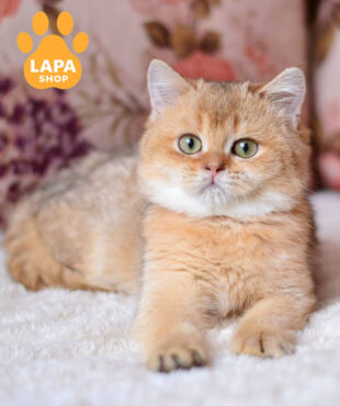 шоколодана золота британська