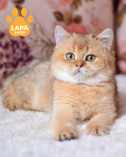 шоколодана золота британська