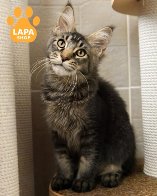 тикированный мейн-кун