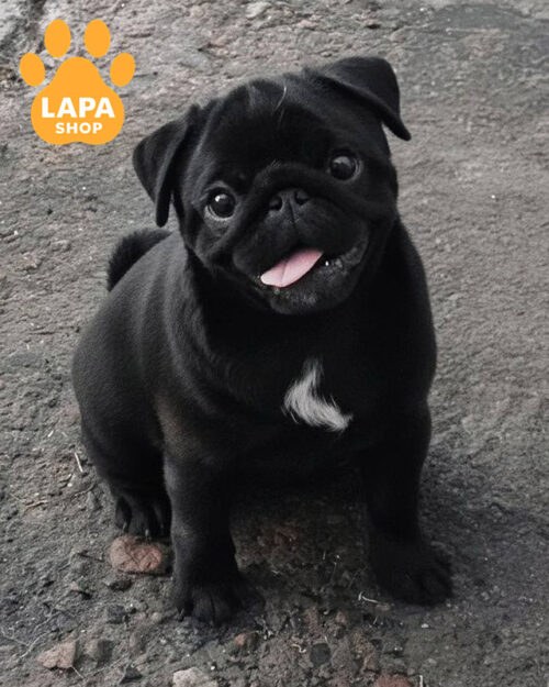 черный мопс