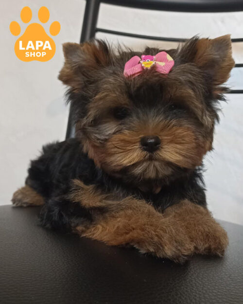 золото з сріблом йоркширський тер'єр