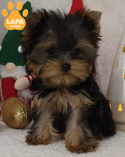 золотий з сріблом йоркширський тер'єр