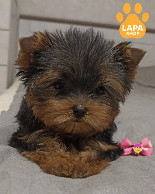 бивер йоркширский терьер